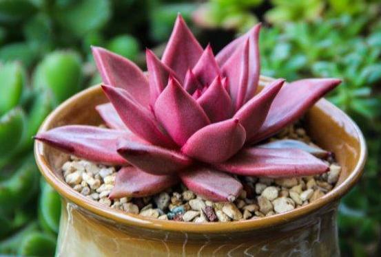 多肉小野猫的微密黑料吃瓜网,微密黑料背后的真实故事